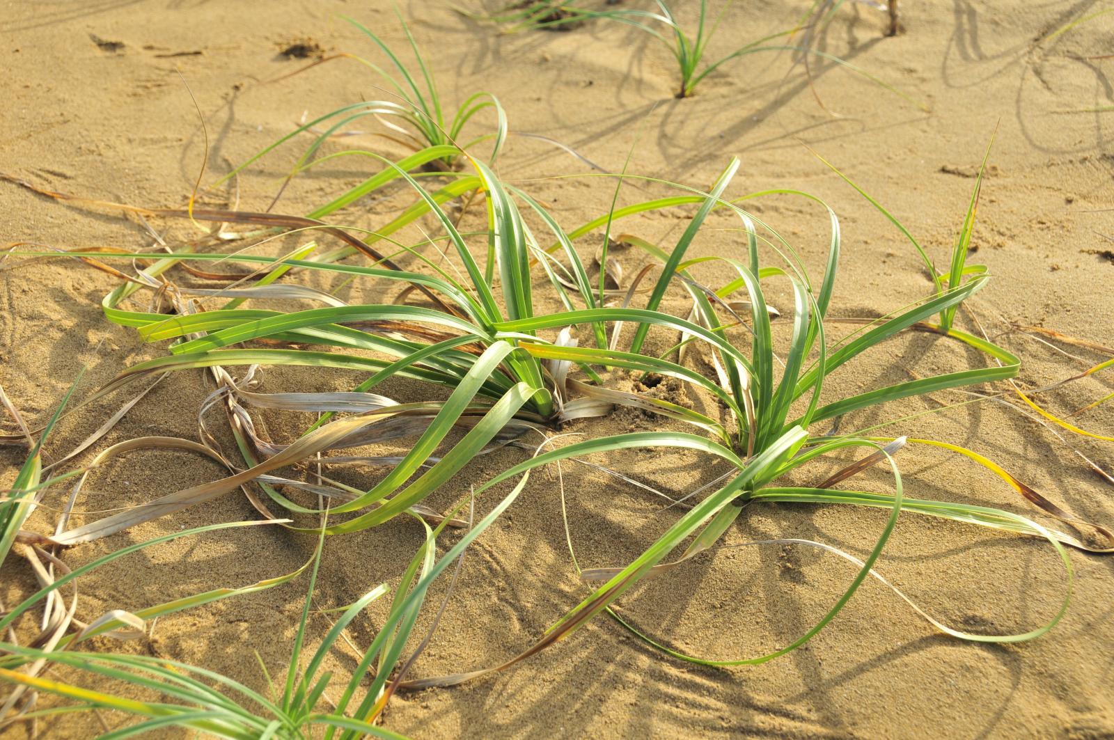 極危類別(CR)海米的植株(黃朝卿攝)。