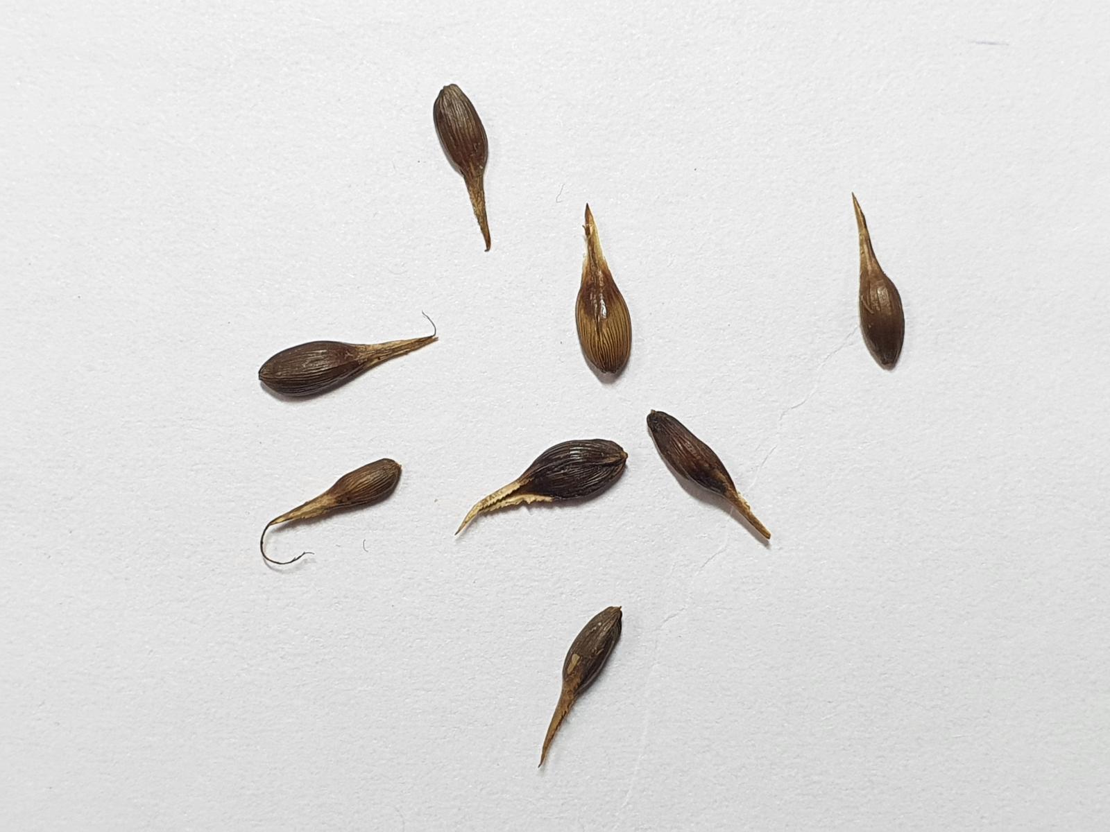 極危類別(CR)海米的種子(黃朝卿攝)。