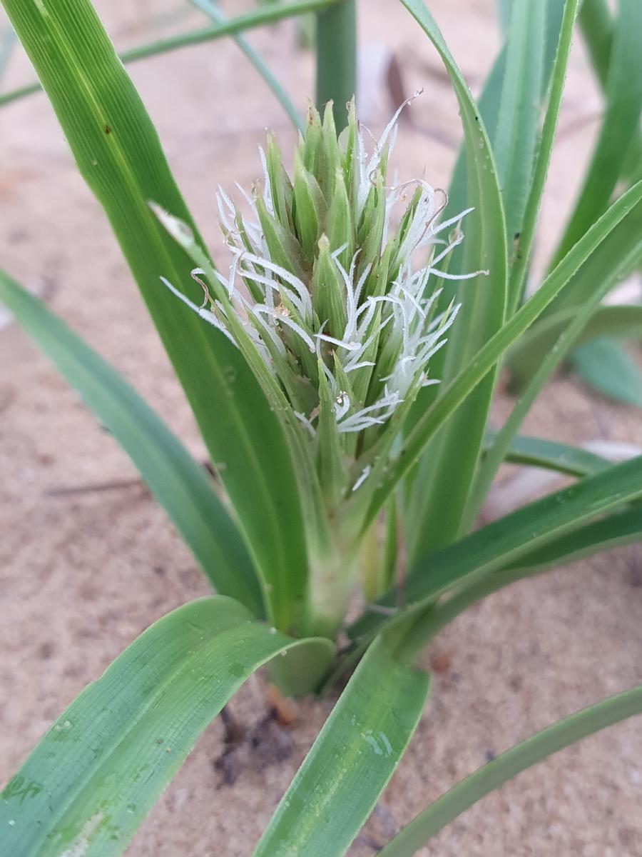 極危類別(CR)海米的花序(黃朝卿攝)。