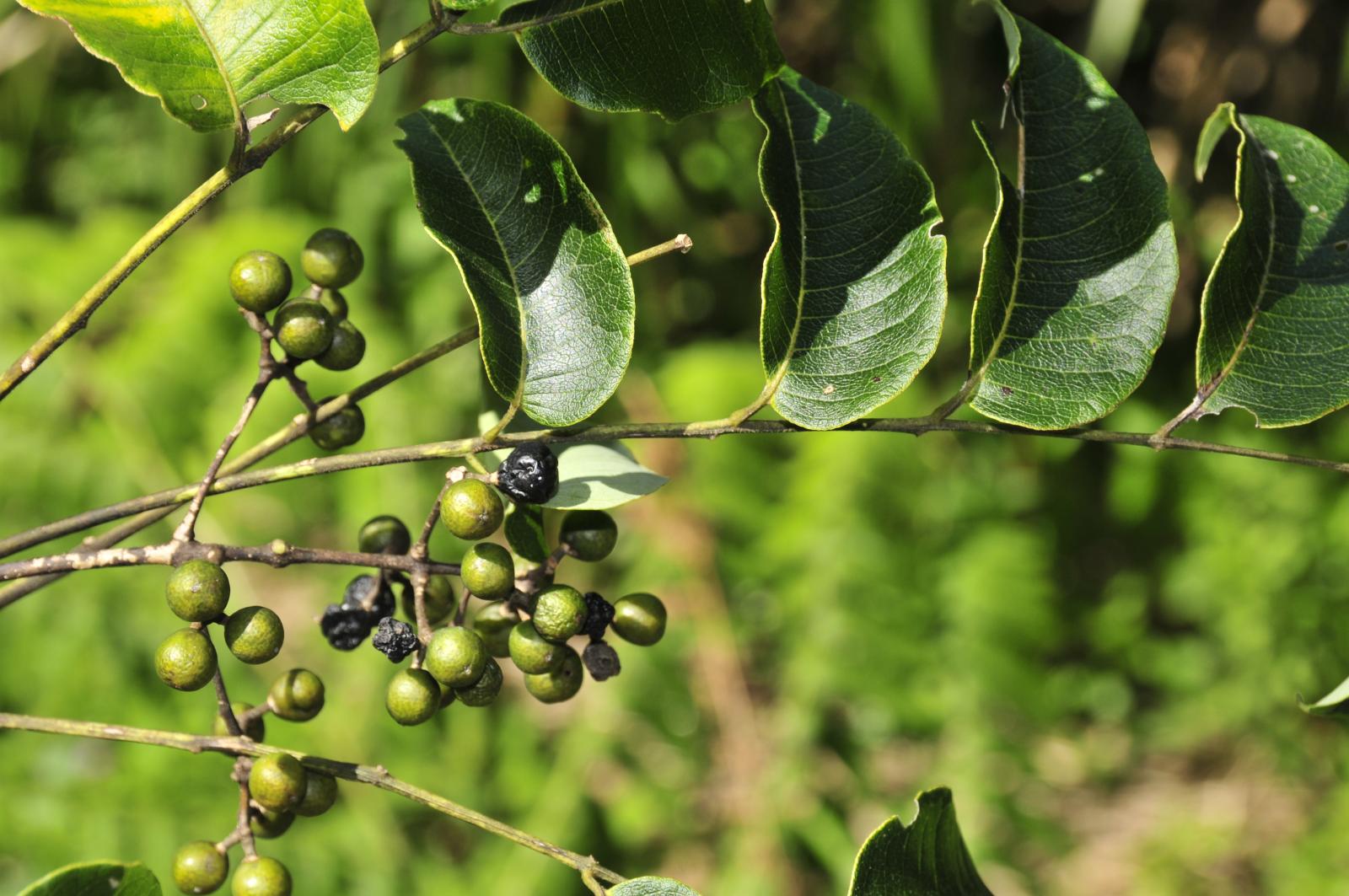 極危類別(CR)臺灣黃蘗的果實與葉片(黃朝卿攝)。