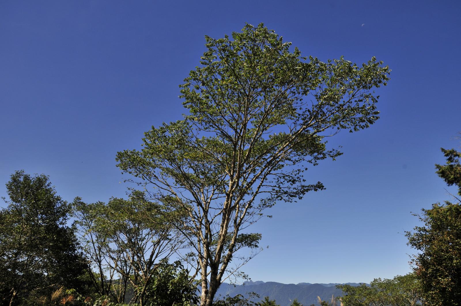 極危類別(CR)臺灣黃蘗的植株(黃朝卿攝)。
