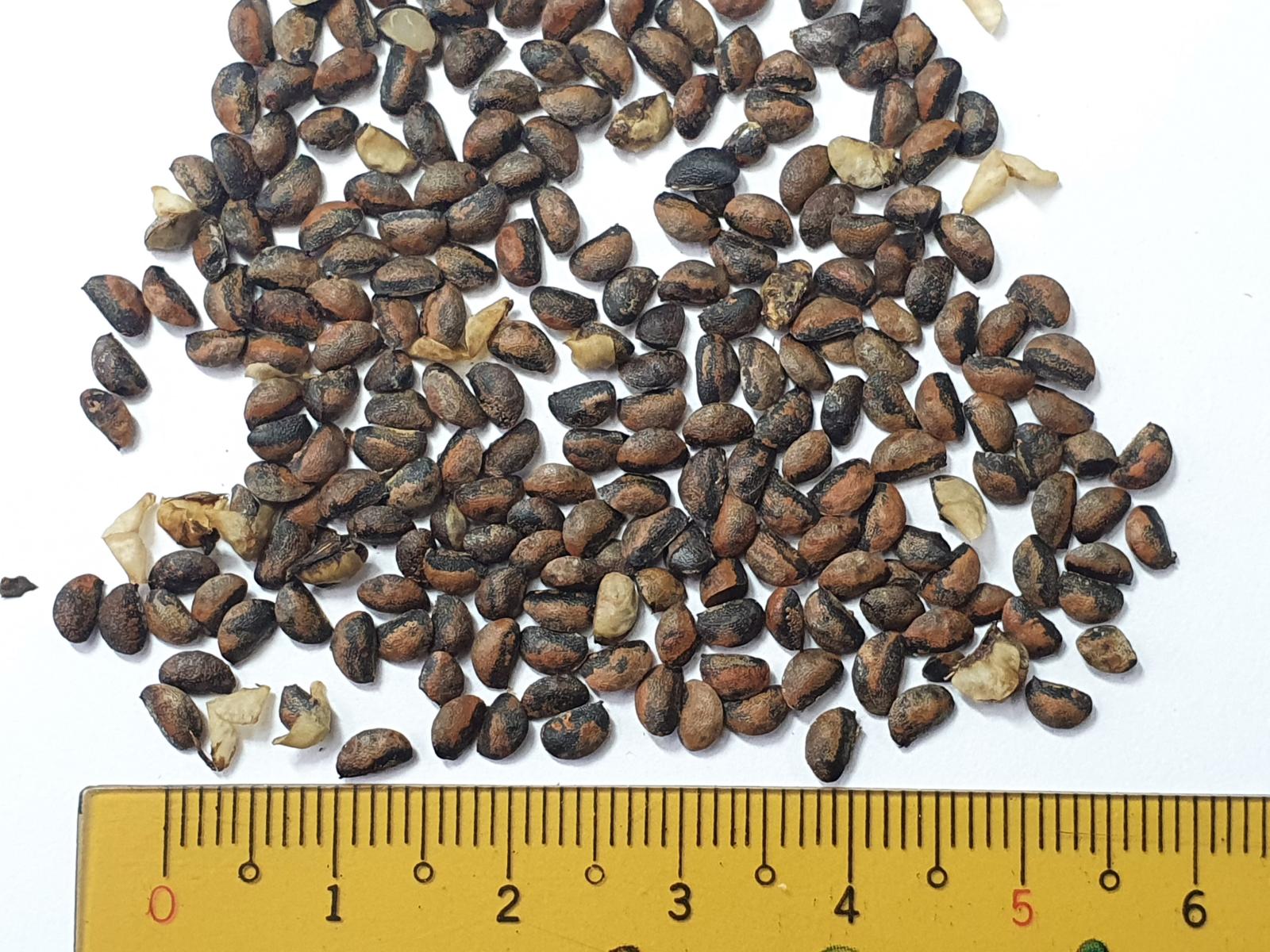 極危類別(CR)臺灣黃蘗的種子(黃朝卿攝)。