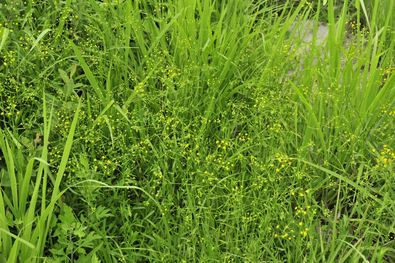 瀕危(EN)類別高氏柴胡的植株(黃朝卿攝)。