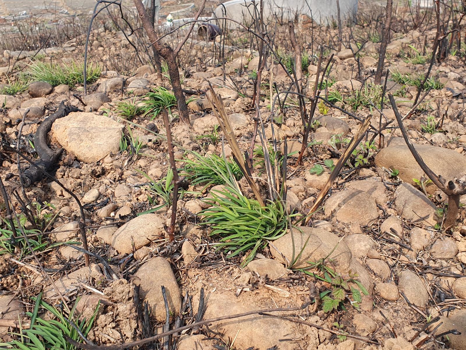 瀕危(EN)類別高氏柴胡的生育地(黃朝卿攝)。
