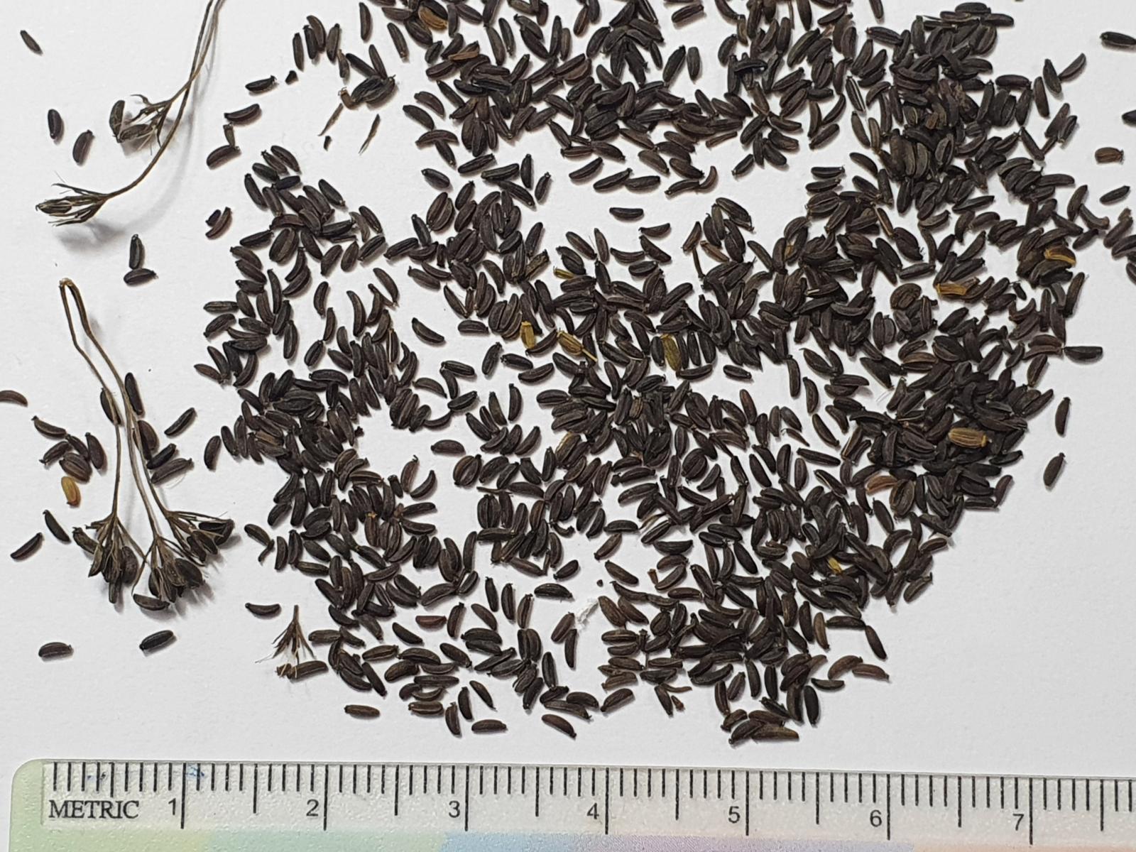 瀕危(EN)類別高氏柴胡的種子(黃朝卿攝)。