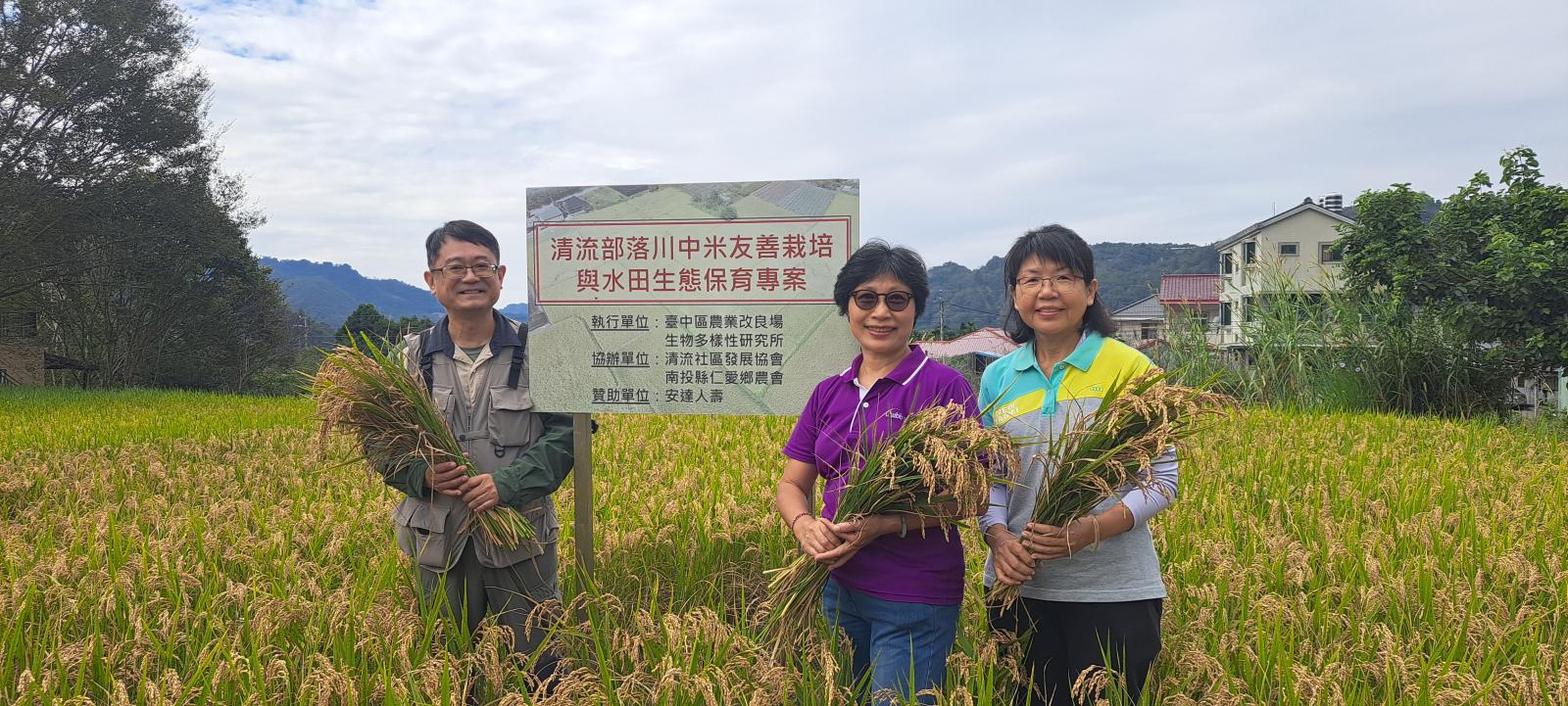 圖1、清流部落試驗的減藥田區稻穗結實滿滿等待收割，農業部生物多樣性研究所、臺中區農業改良場及安達人壽共襄盛舉