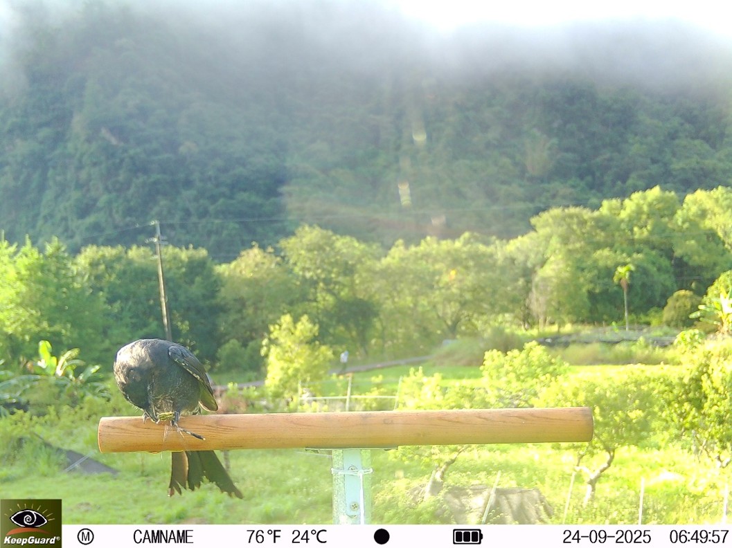 圖2A、鳥禽棲架上活動的掠食性鳥類，大卷尾在棲架享用捕捉到之蜻蜓獵物