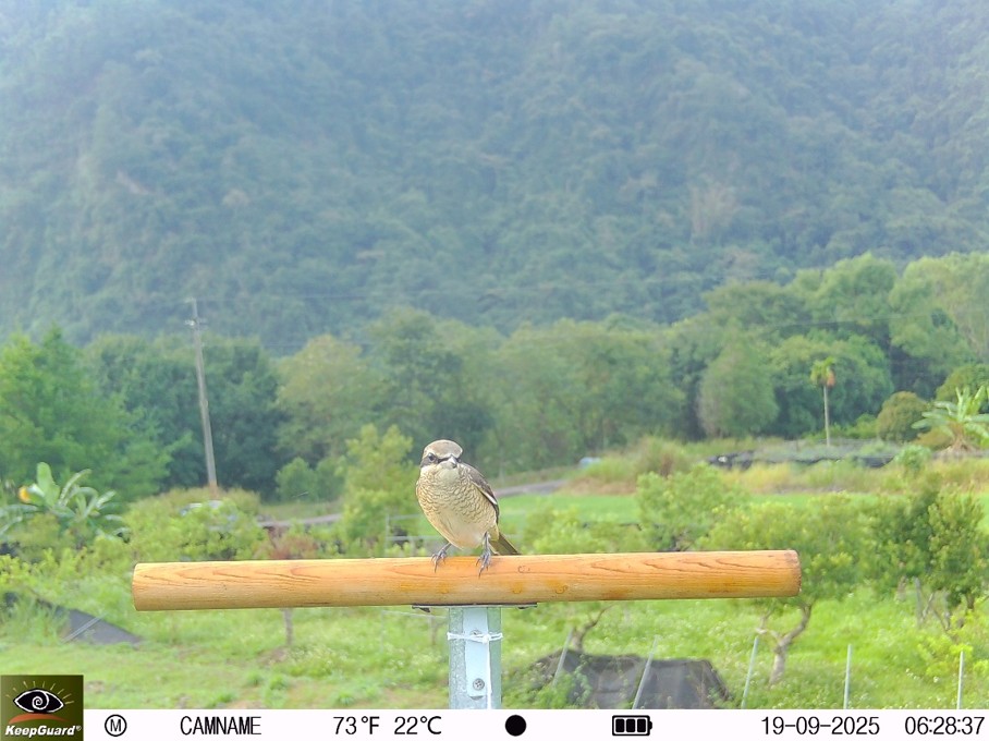 圖2B、鳥禽棲架上活動的掠食性鳥類，紅尾伯勞停在棲架上