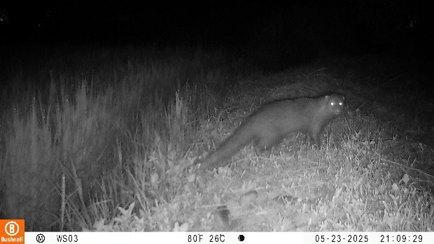 圖3A、夜間時段，減藥田區周圍的田埂也是很熱鬧，保育類動物-食蟹獴在減藥田區周圍活動