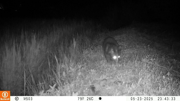 圖3B上、夜間時段，減藥田區周圍的田埂也是很熱鬧，白鼻心(上)及鼬獾（下）於田埂搜尋著食物