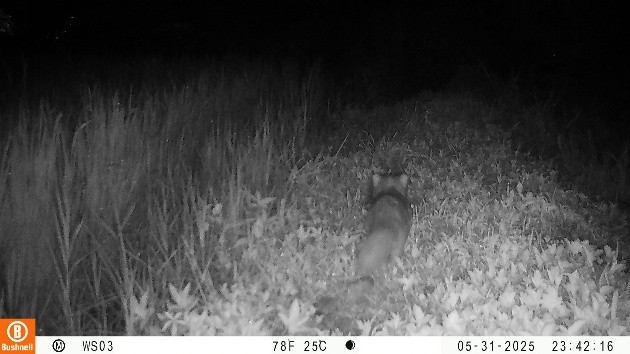 圖3B下、夜間時段，減藥田區周圍的田埂也是很熱鬧，白鼻心(上)及鼬獾（下）於田埂搜尋著食物