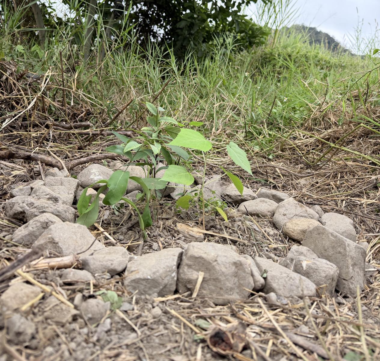 圖4、減藥田區旁蝴蝶營造的小角落