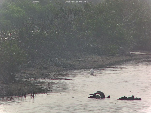 圖1_114年11月24日_台灣黑面琵鷺保育學會志工透過合作金庫銀行與中華電信協力建設的即時監控系統，發現1隻黑面琵鷺虛弱跪坐鹽田濕地上