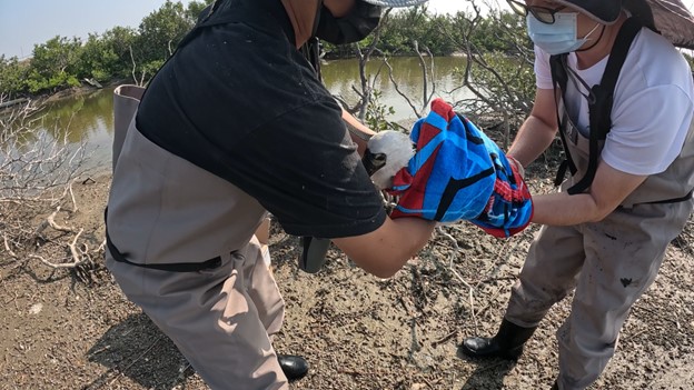 圖2_透過「黑琵守護網」建立的救援運送網絡，即刻將傷病黑琵救援並送往農業部野生動物急救站醫療