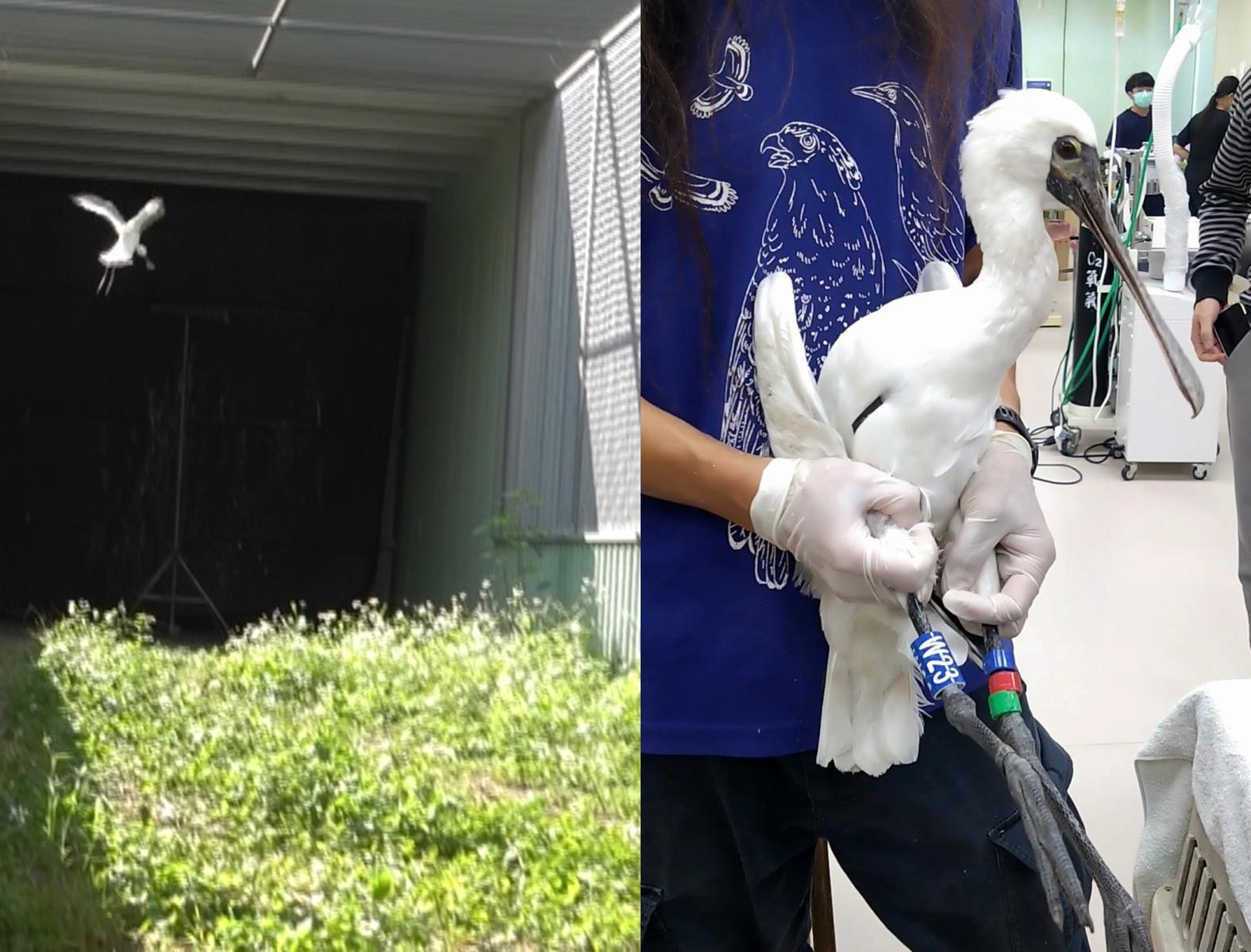 圖3_暱稱「合庫1號」的獲救黑琵在康復後掛上W23腳環及衛星定位追蹤發報器，進行野放前的飛行訓練及野放評估