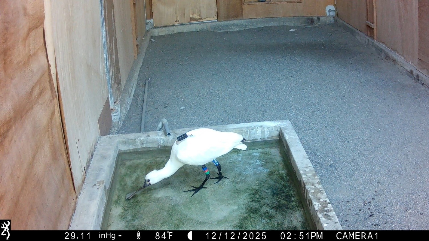 圖1.114年11月24日因肉毒桿菌毒素中毒獲救的「合庫一號」，在生多所野生動物急救站進行醫療照護及野放訓練