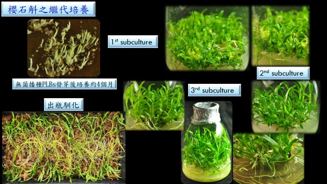 圖2.櫻石斛之繼代培養及出瓶馴化工作之流程。(農業部生物多樣性研究所提供張麗慧攝)