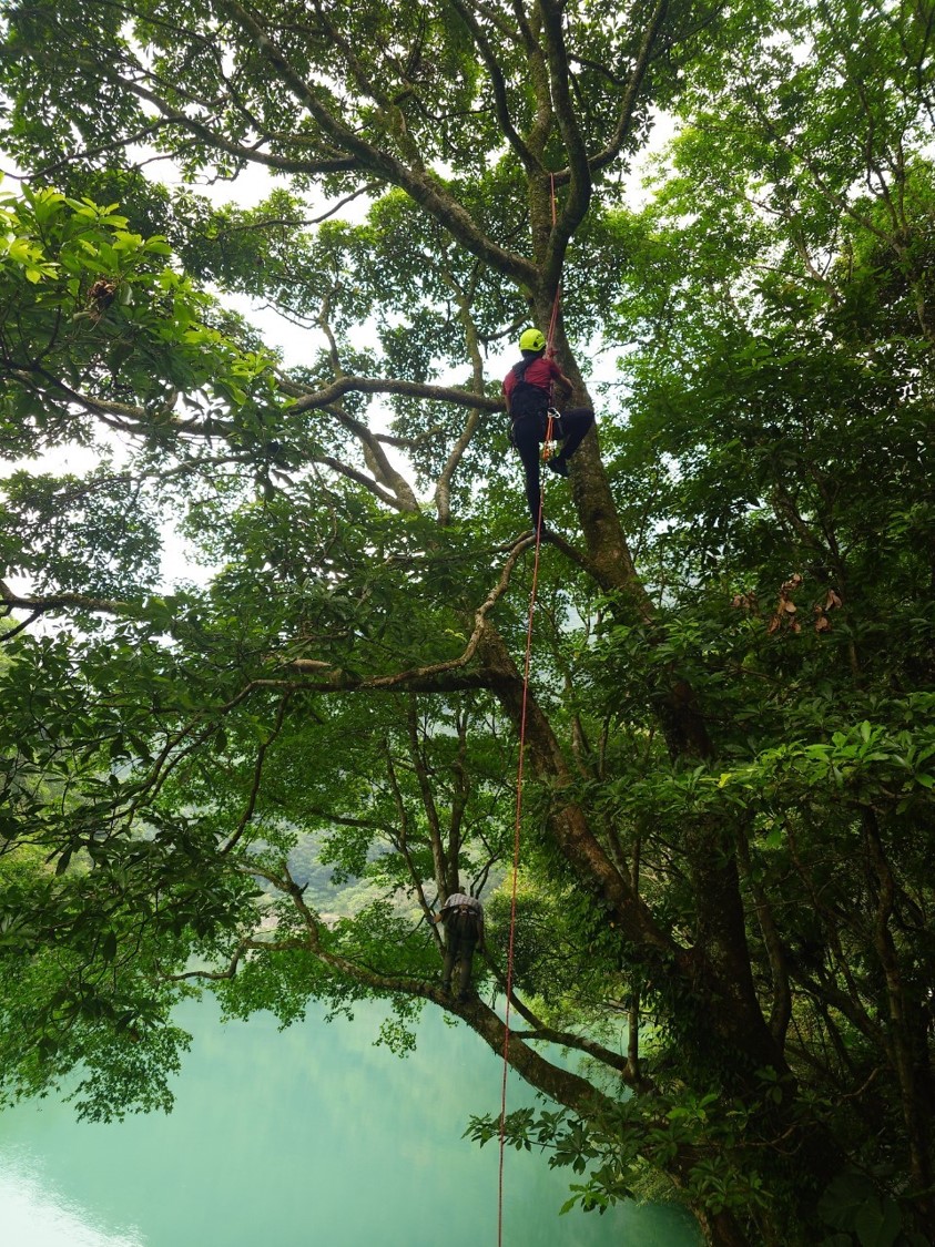 圖3-2_生多所研究人員及林保署新竹分署烏來工作站同仁攜手讓櫻石斛回種於原生地及內洞國家森林遊樂區。(農業部生物多樣性研究所提供張麗慧攝)