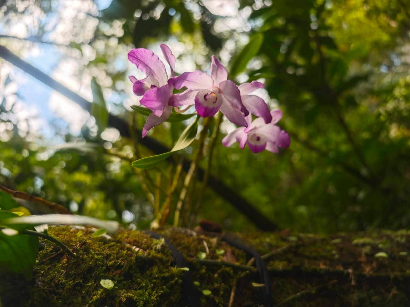 圖4.原生育地復育開花之櫻石斛。(農業部生物多樣性研究所提供李權裕攝)
