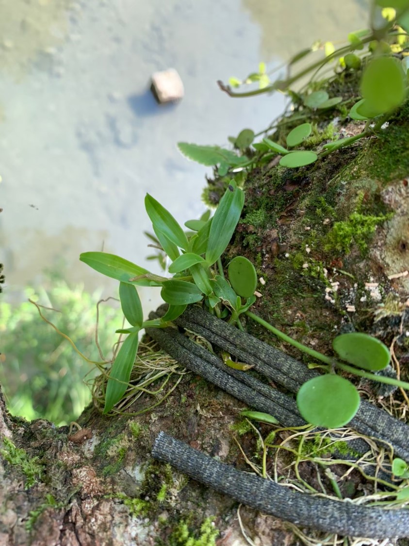 圖5-1_回種於雲仙樂園和內洞國家森林遊樂區的櫻石斛歷經颱風過境及環境洗禮，1年後的生長回測仍有近7成之存活率。(農業部生物多樣性研究所提供張麗慧攝)