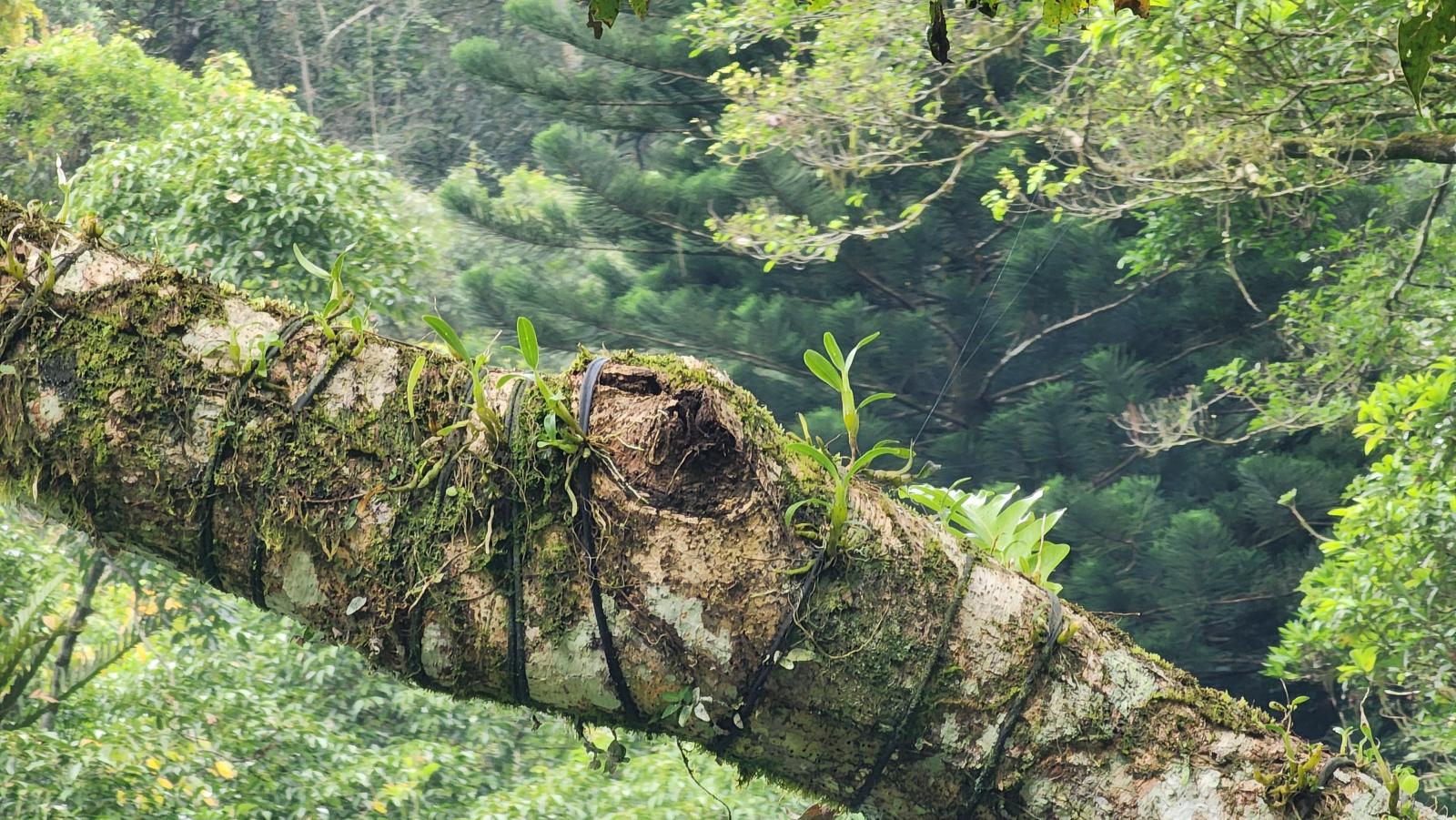 圖5-2_回種於雲仙樂園和內洞國家森林遊樂區的櫻石斛歷經颱風過境及環境洗禮，1年後的生長回測仍有近7成之存活率。(農業部生物多樣性研究所提供張麗慧攝)