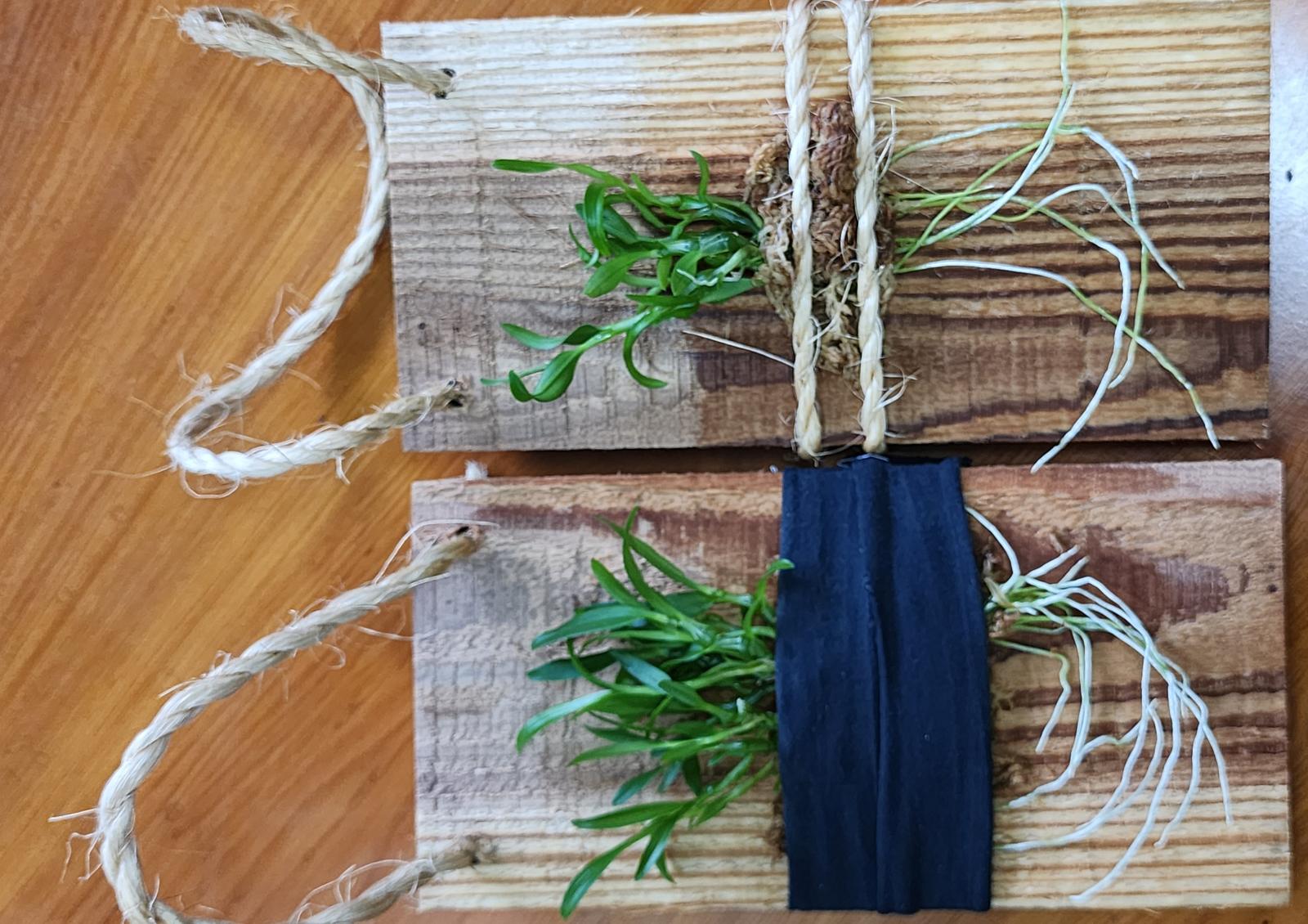 圖6-3_「臺灣原生植物櫻石斛多元應用與教育展示推廣教育訓練」講解及示範。(農業部生物多樣性研究所提供張麗慧攝)