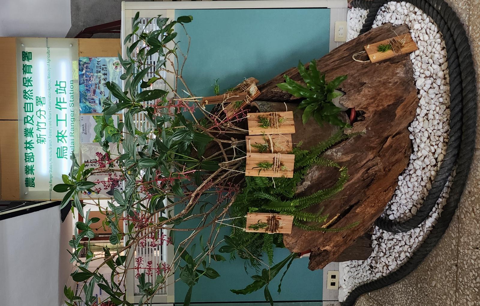 圖6-4_「臺灣原生植物櫻石斛多元應用與教育展示推廣教育訓練」講解及示範。(農業部生物多樣性研究所提供張麗慧攝)