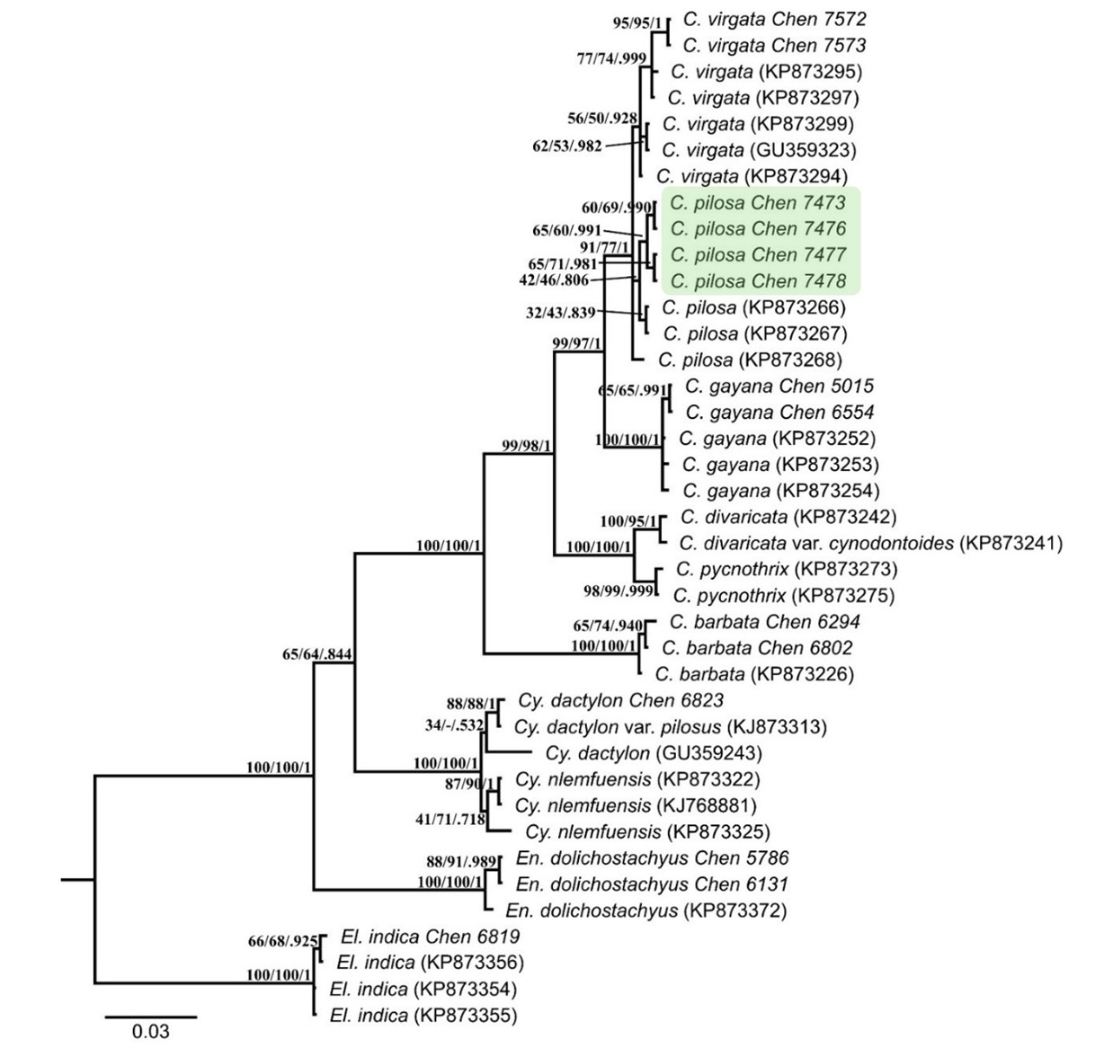 圖2.以ITS遺傳片段作為DNA條碼之入侵種鑑定應用。綠色標示之個體是原產地位於非洲的入侵種毛虎尾草。(本圖修改自Liao et al., 2020)