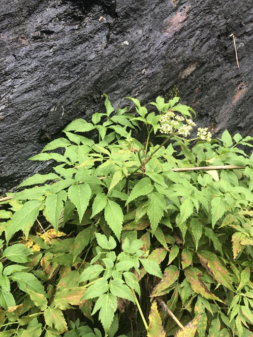 圖4.阿禮當歸(Angelica aliensis)。(生多所提供_黃啓俊攝)