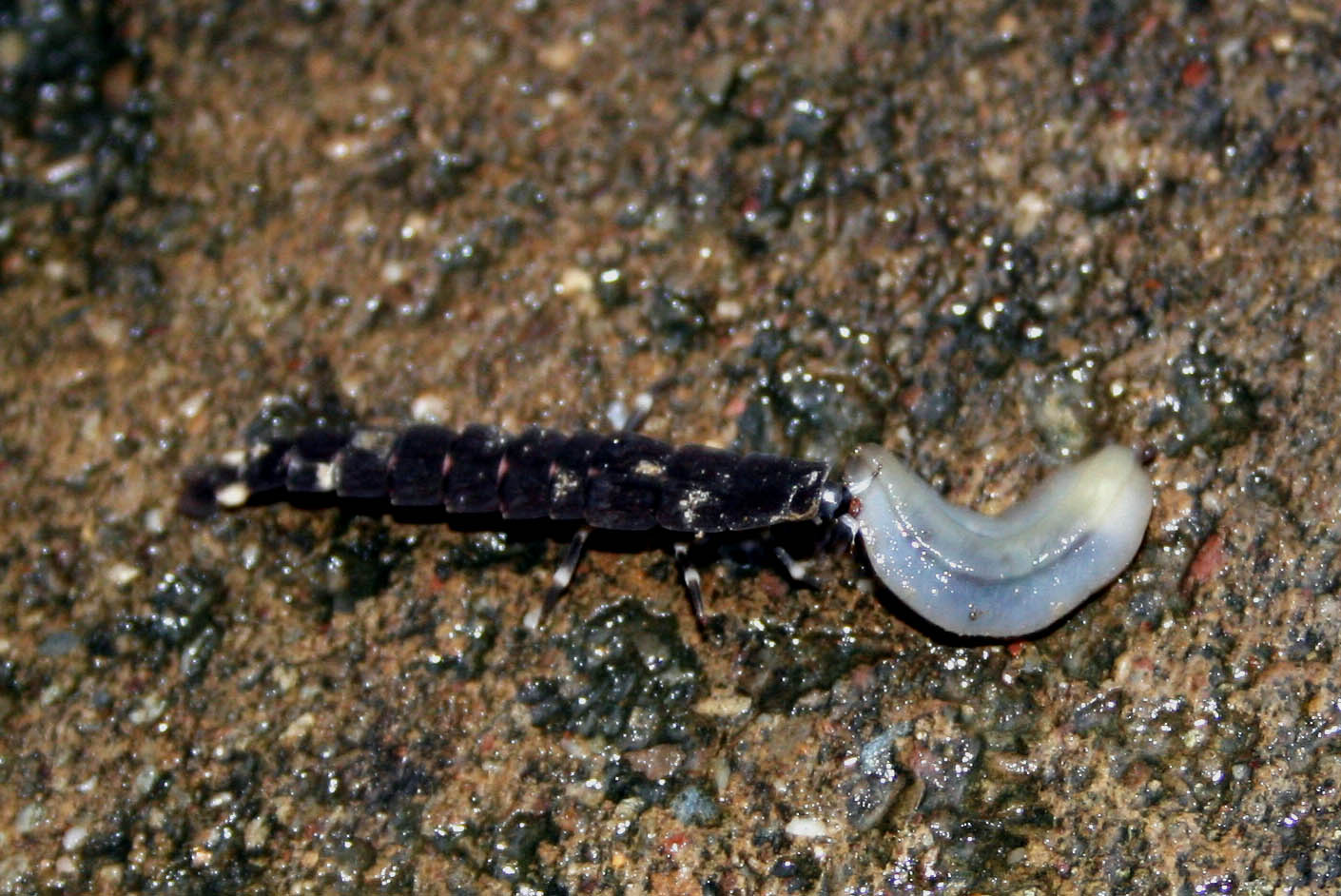 台灣窗螢幼蟲成功捕食皺足蛞蝓 台灣窗螢幼蟲成功捕食皺足蛞蝓