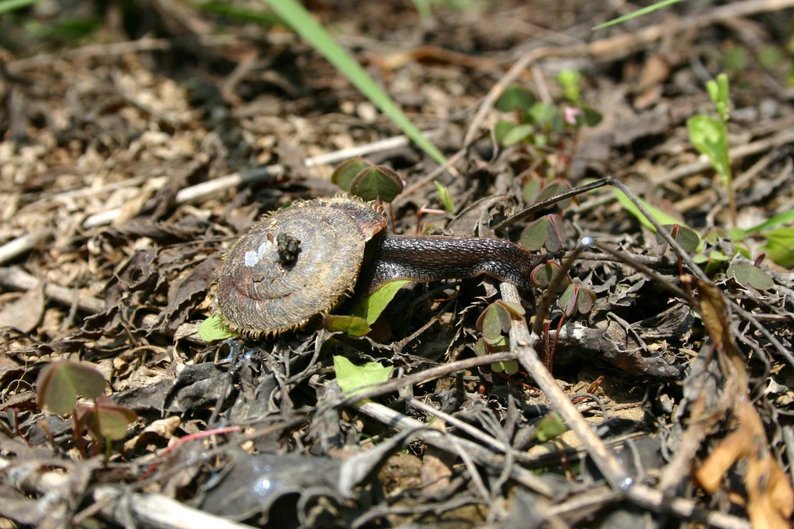 在林下底層爬行的台灣盾蝸牛 在林下底層爬行的台灣盾蝸牛