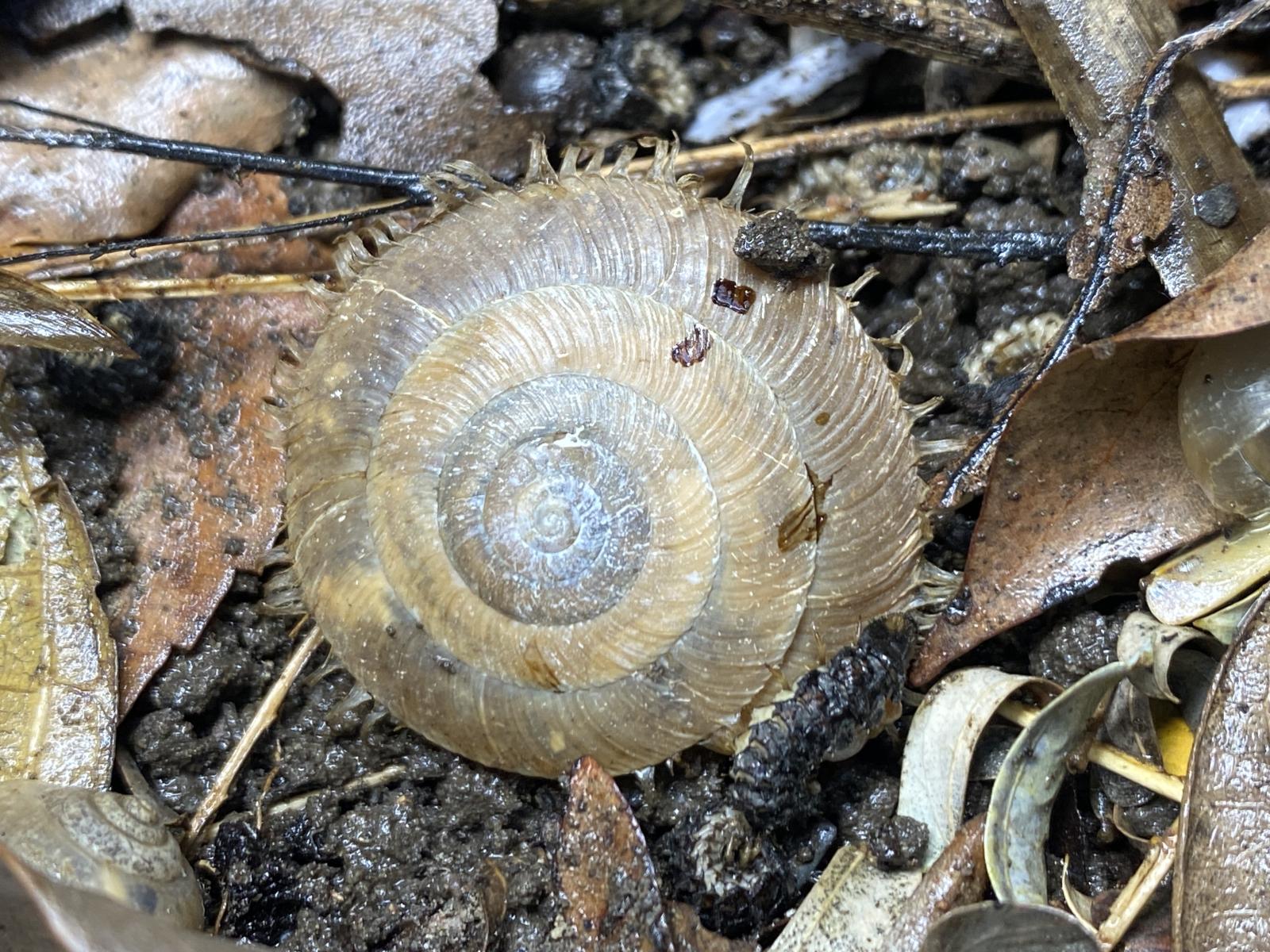 黑翅螢幼蟲想捕食台灣盾蝸牛,不得其門而入 黑翅螢幼蟲想捕食台灣盾蝸牛,不得其門而入