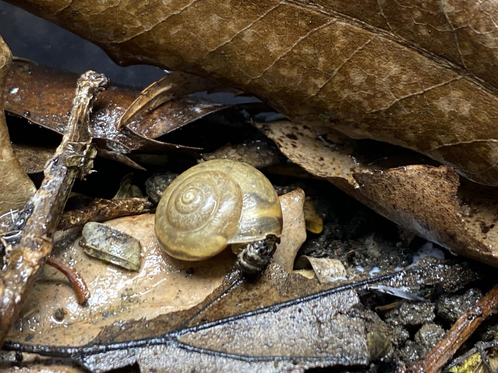 黑翅螢幼蟲成功捕食扁蝸牛 黑翅螢幼蟲成功捕食扁蝸牛