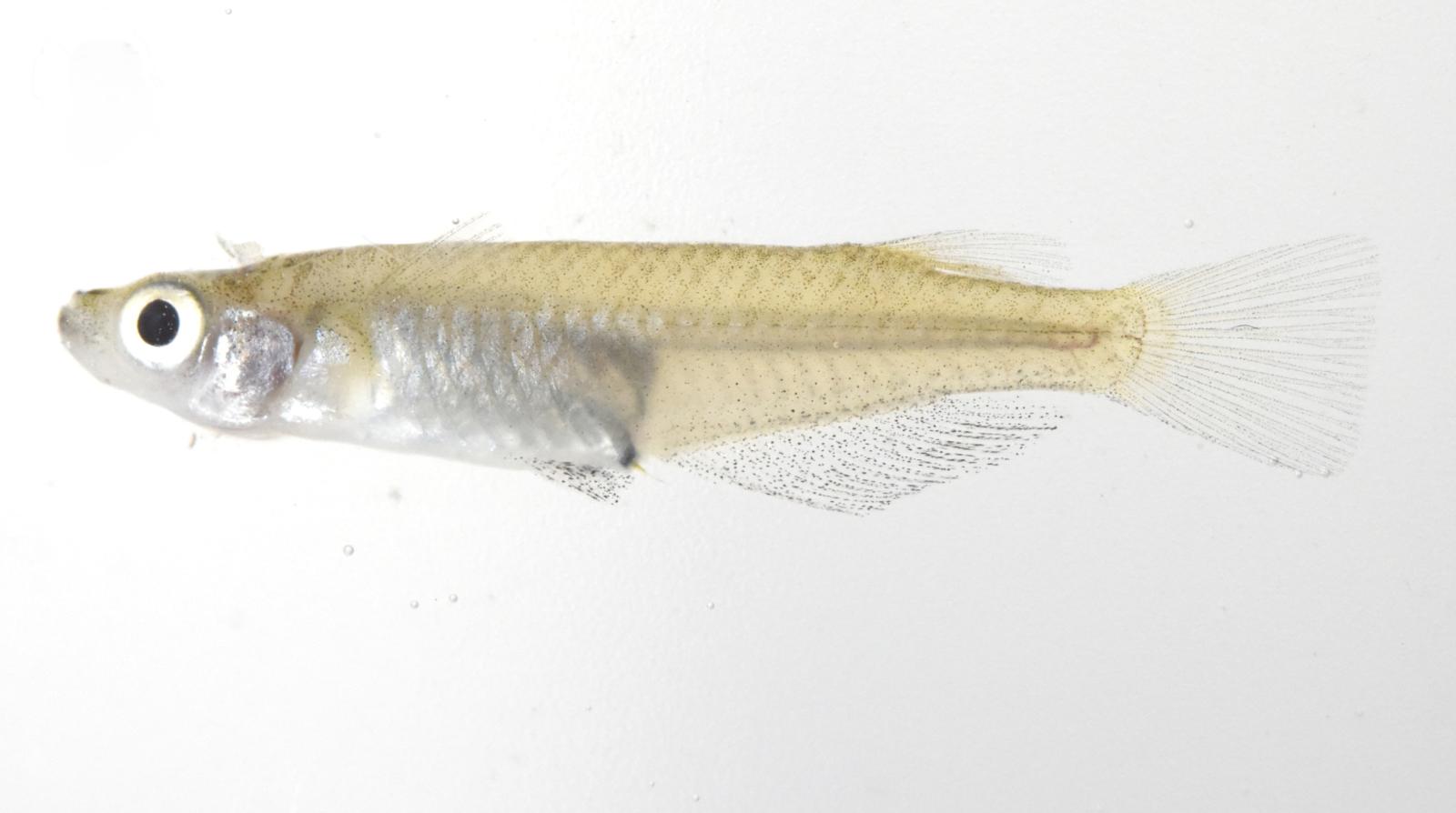 圖1.噶瑪蘭青鱂雄魚(陳義雄團隊拍攝，生多所提供)