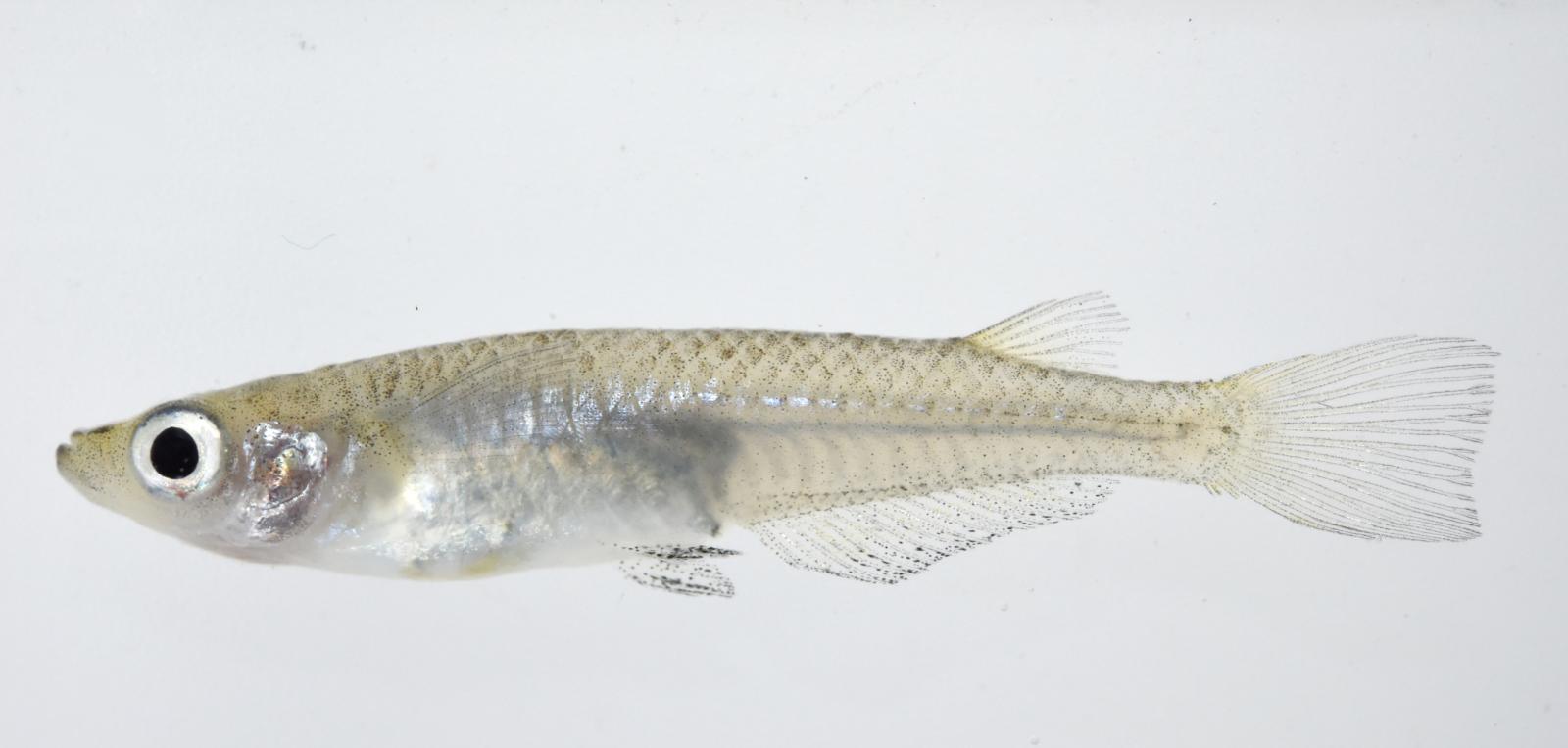 圖2.噶瑪蘭青鱂雌魚(陳義雄團隊拍攝，生多所提供)