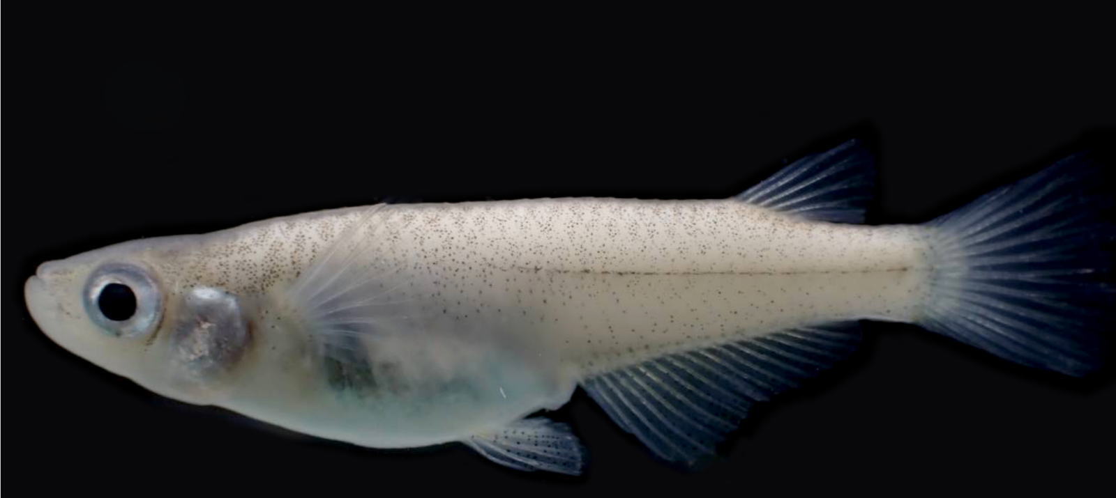 圖4.中華青鱂雌魚(陳義雄團隊拍攝，生多所提供)