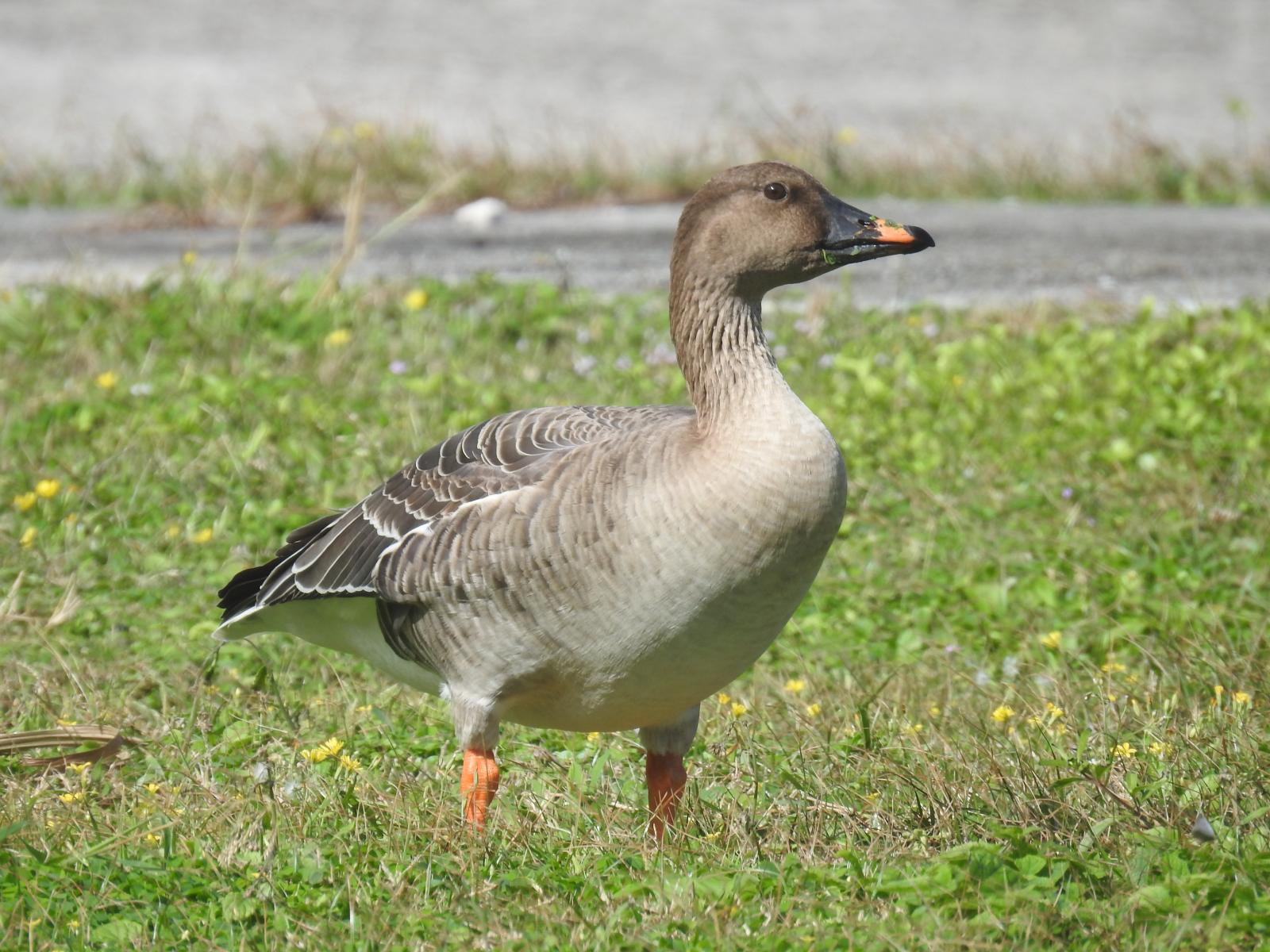 圖4.綠島稀有的新紀錄鳥種-凍原豆雁(張義榮_攝)