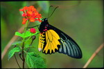 Heng-chun birdwing butterfly(Troides aeacus kaguya).(by Lin Zong-Jheng)