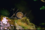 Formosan striped squirrel(Tamiops maritimus formosanus)