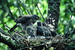 Crested goshawk(Accipiter trivirgatus)(by Huang Siou-Jhen)