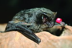 Eastern_barbastelle(Barbastella leucomelas)(by Cheng Hsi-Chi)