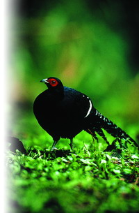 Mikado pheasant(Syrmaticus mikado(by Ai Tai-Lin)