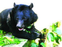 Formosan black bear(Ursus thibetanus formosanus)(by Yang Chien-Chung)
