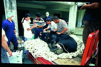 Breeding experiment on captive Formosan black bears(Ursus thibetanus formosanus)(by Ho Tung-Chi)