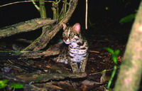 Leopard cat(Prionailarus bengalensis bengalensis)(by Liu Jian-Nan)