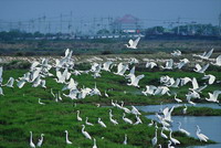 Black-faced spoonbill(Platalea minor)(by Huang Siou-Jhen)