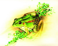 Green pond frog, Golden-lined frog(Rana plancyi)(by Chen Wan-Ting)
