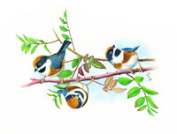 Red-headed tit, Black-throated tit(Aegithalos concinnus concinnus(Gould))(by Huang Shu-Fen)