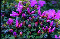 Rhododendron rubropilosum Hayata var. taiwanalpinum(Ohwi) S. Y. Lu, Y. P. Yang & Y. H. Tseng(by Ai Tai-Lin)
