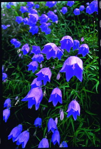 Adenophora morrisonensis Hayata sub sp.uehatae(Yamam.) Lammers(by Ai Tai-Lin)